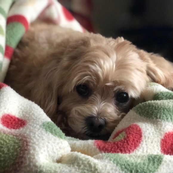 Meet your Posher, Damien - Picture 1 of 1